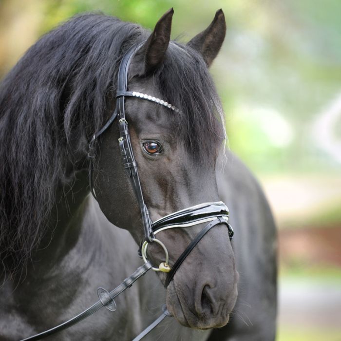 Ogłowie Juliana Kavalkade z nachrapnikiem angielskim - KavalSH4 - Cavalo